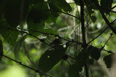 Thryophilus pleurostictus