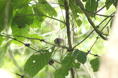 Thryophilus pleurostictus