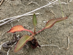 Rumex crassus