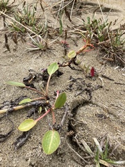Rumex crassus