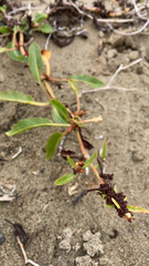 Rumex crassus