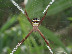 Argiope minuta