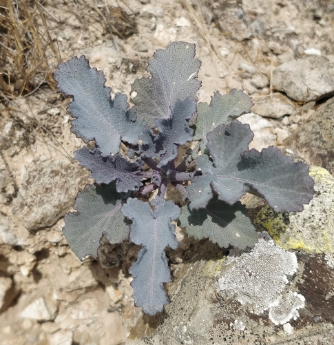 Crambe fruticosa subsp. fruticosa image