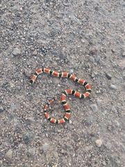 Sonora palarostris