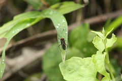 Hypselonotus argutus