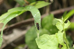 Hypselonotus argutus