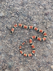 Sonora palarostris