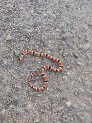 Sonora palarostris