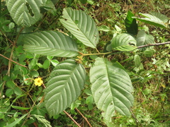 Frangula discolor