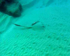 Pastinachus