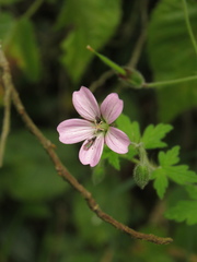 Geranium holosericeum
