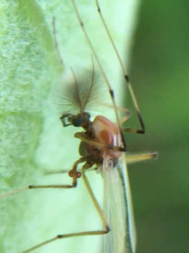 Microtendipes pedellus aberrans