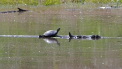 Chrysemys picta marginata