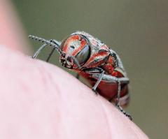 Agrilus sexguttatus