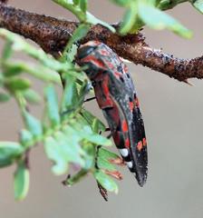 Agrilus sexguttatus