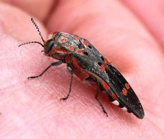 Agrilus sexguttatus