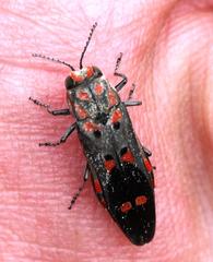 Agrilus sexguttatus