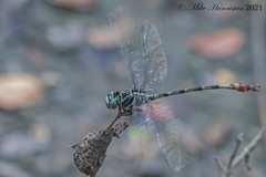 Aphylla angustifolia