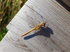 Sympetrum vulgatum