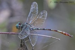 Aphylla angustifolia
