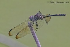 Dythemis nigrescens