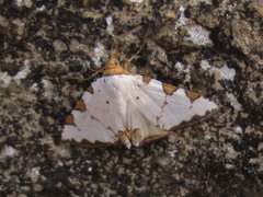 Eulepidotis testaceiceps