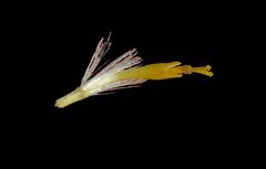 Hertia pallens