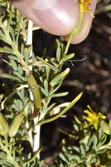 Hertia pallens