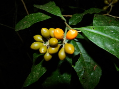 Schoenobiblus daphnoides