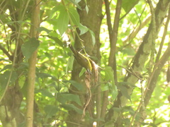 Thlypopsis superciliaris