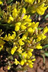 Pearsonia aristata