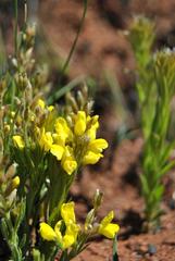 Pearsonia aristata