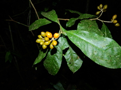 Schoenobiblus daphnoides