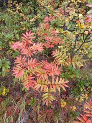 Sorbus sambucifolia