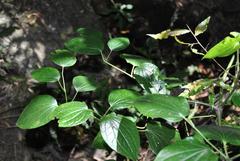 Piper capense capense