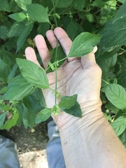 Dicliptera brachiata