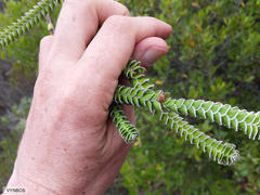Struthiola argentea