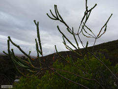Struthiola argentea
