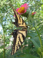 Papilio multicaudata
