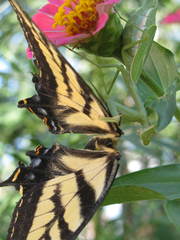 Papilio multicaudata