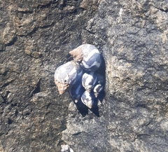 Echinolittorina peruviana