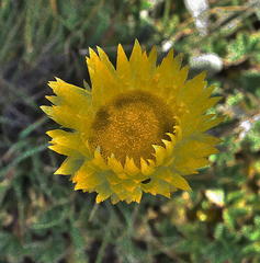 Helichrysum aureum serotinum