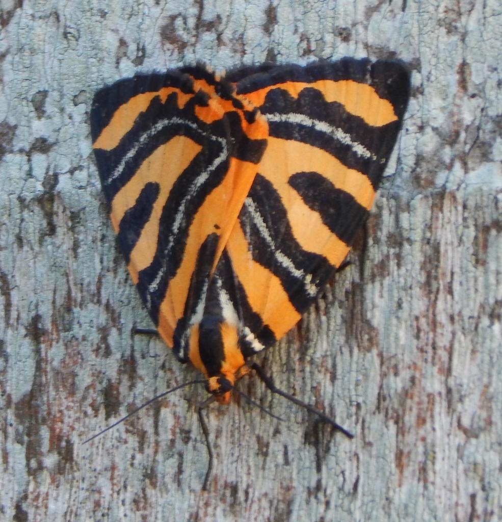 Callioratis abraxas