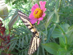 Stagmomantis limbata