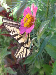 Papilio multicaudata