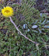 Helichrysum aureum serotinum