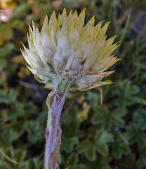 Helichrysum aureum serotinum
