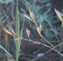 Dianthus lanceolatus
