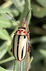 Disonycha alternata