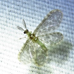 Nallachius americanus